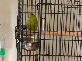 Baby parakeets