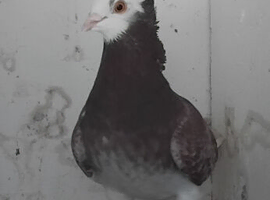 Fancy pigeons