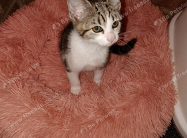 Friendly mix breed kitten for sale