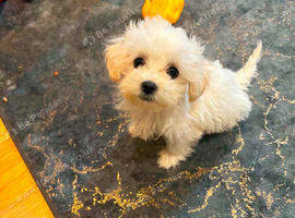 Adorable bichon frise puppy female  looking for a new home 17 weeks, vaccinated and chipped.
