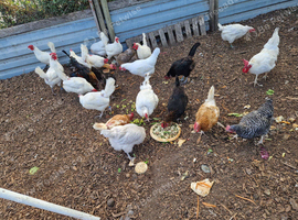 18 - 24 months old laying hens