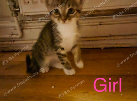 Kittens for sale