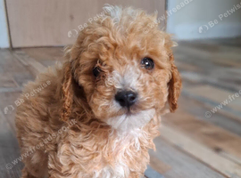 Toy cavapoo health checked