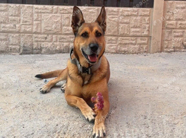 Kairo &ndash; Available for Stud