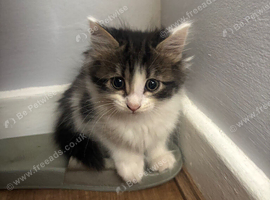 5 kittens for sale