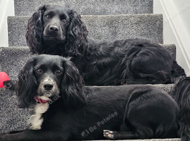 Multiple dogs