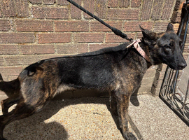 German Shepherd x Dutch Shepherd Female