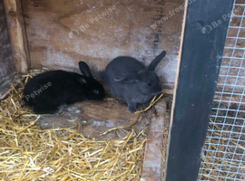 Baby mini Lop mix breeds