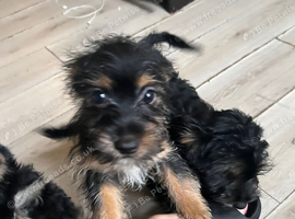 Yorkie cross terrier &pound;700