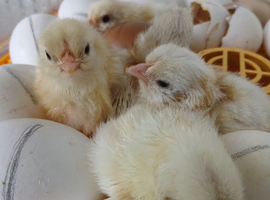 Day old Leghorn chicks (unsexed)