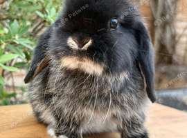 Beautiful Baby Minilop