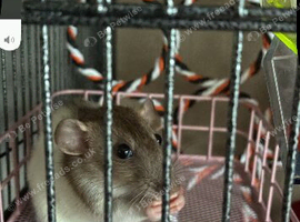 3 female rats
