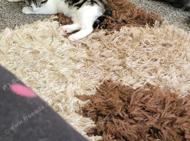 Kitten