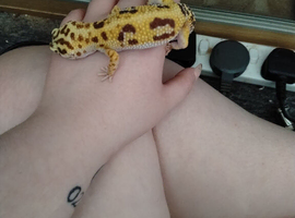 2 female leopard Geckos (need to go asap)