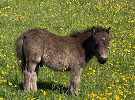 Mini Shetland colt