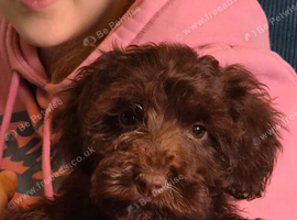 Extensively Health tested Gorgrous Toy cockapoo babies