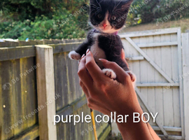 6 kittens needed forever homes