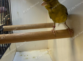 Young Variegated Fife Canary (hen)