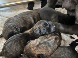 Staffy x daschund
