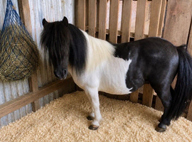 Beautiful SPSBS Registered Piebald Gelding Ideal Companion