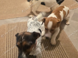 Jack Russell pups