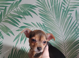 Lovely little mixed breed pups