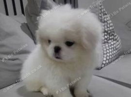 Beautiful white boy pekingnese