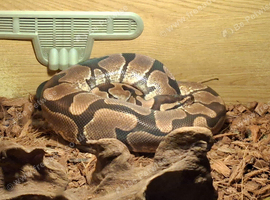 An adult male royal python
