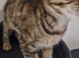 9 week old female bengal  x kitten last of litter