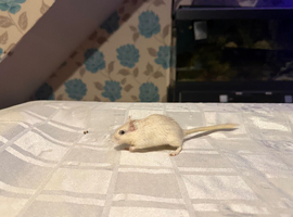 Gerbils in need of homes