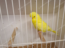 Exposition Budgies