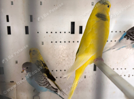Budgies & Zebra Finch