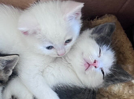 Beautiful Kittens Looking for a Loving Home
