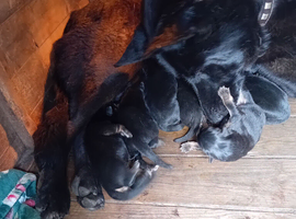German shepherds pups 5 girls 3 girls 3 week old  now