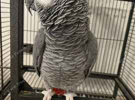 African grey parrot