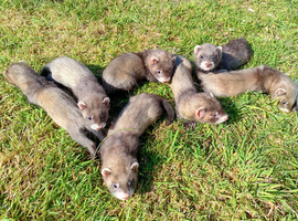 EU X black hybrid polecats