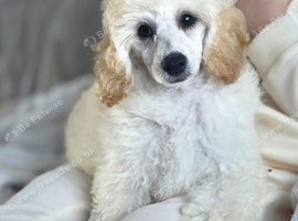 SHOW QUALITY KC REGISTERED TOY POODLE MALE PUPPIES