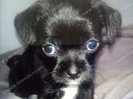Black female chug for sale