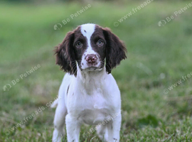 Excellent quality kc springer spaniel pups