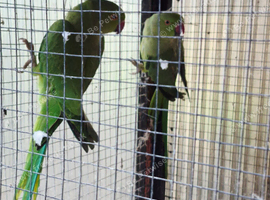 Indian ringneck pair