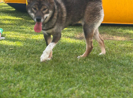 Shiba inu