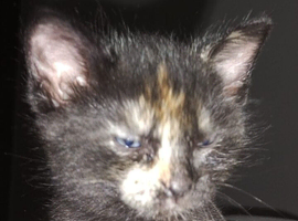 2 lovely kittens