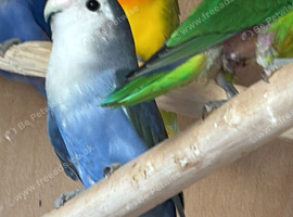 Female lovebird