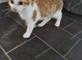 Ginger and white male