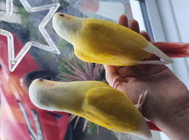 Lutino Greencheek Conures hand reared silly tame