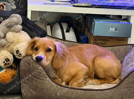 Cocker Spaniel Needs New home