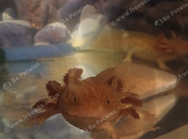 Axolotl