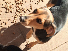Jackshund