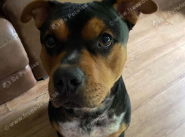 Rottweiler cross