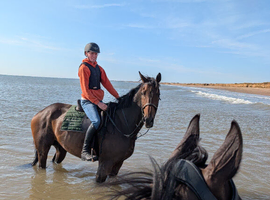 Kind hearted BFG Thoroughbred... Yes he's 18hh!!